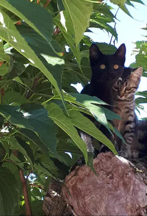 Suite Avec Jardin Entre Aix En Provence, Luberon Et Verdon Peyrolles-en-Provence Kültér fotó